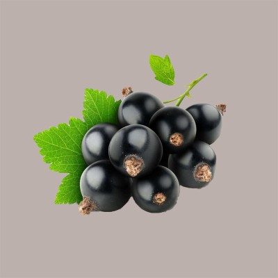 Purea di frutta 100% Gusto Cassis Ribes Conservazione a Temperatura Ambiente 1,5 Kg [953b05b9]